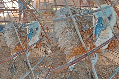 Eurasian griffon vulture