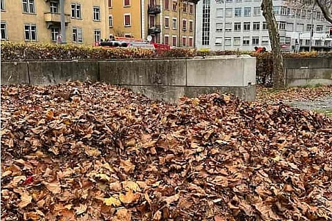 Find the Dog 1