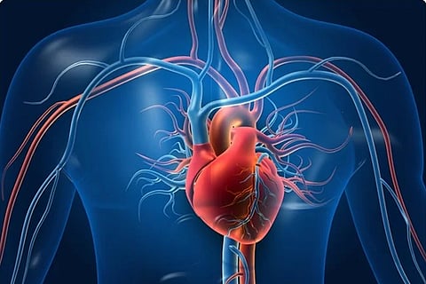 Heart