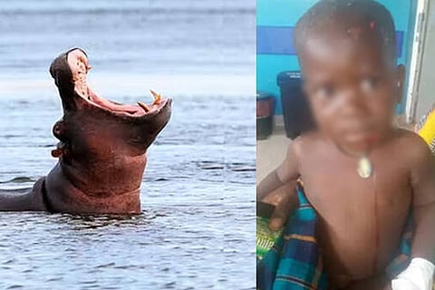 Hippo