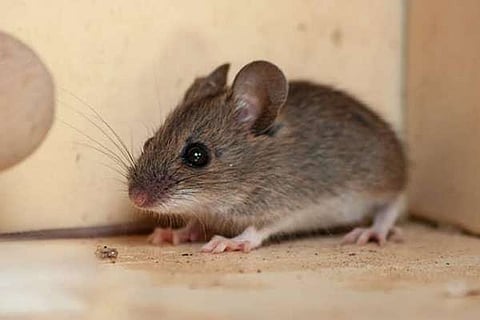 Mouse