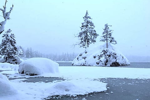 Polar Bear