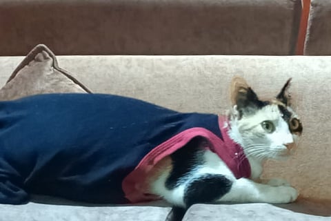 cat