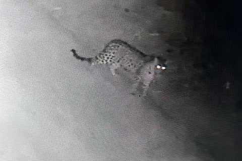 cheetah