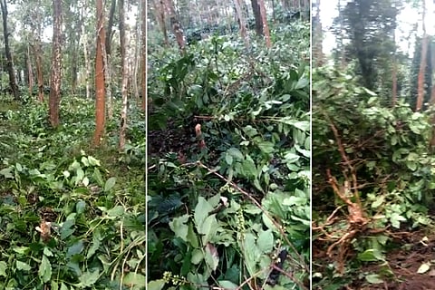 coffee plant