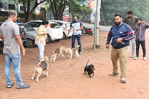 dog show