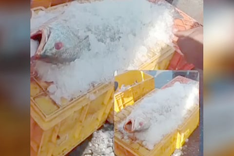 goli fish