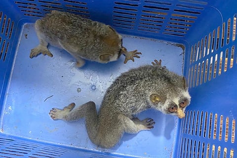 kadupapa Loris kadupapa kollegala