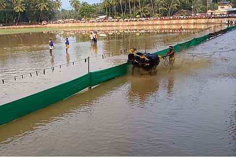kambala