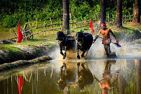 kambala kuccuru