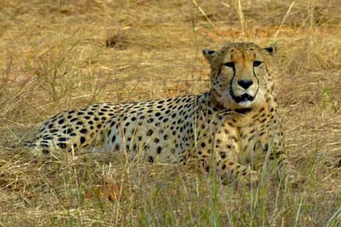 namibia cheetahs-in-kuno-national-park-turning-ecological-wrongt