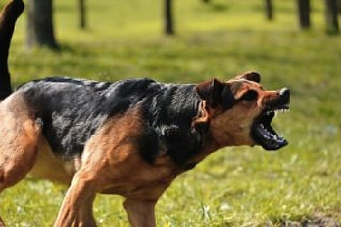 rabies