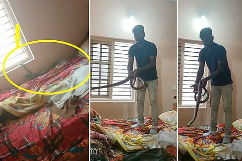 snake in bedroom