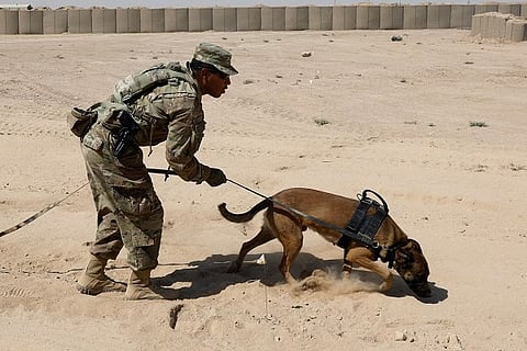 sniffer dog