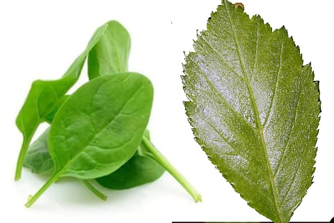 spinach