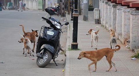 street dog
