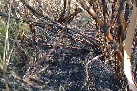 sugarcabe burn