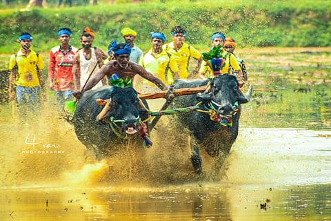 vandaru kambala