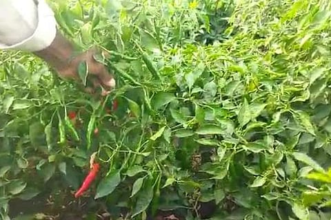 ಹಸಿ ಮೆಣಸಿಕಾಯಿ