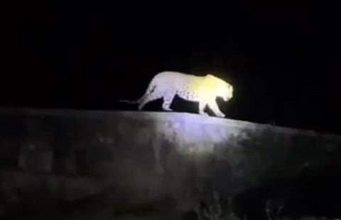 ಕಾಂಪೌಡ್ ಮೇಲೆ ಚಿರತೆ ರಾಜಾರೋಷ ನಡೆ