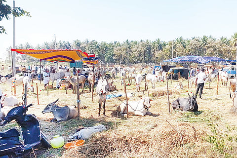 ಕೆಂಗಲ್ ಆಂಜನೇಯ ದೇವಾಲಯದ ಹಿಂಭಾಗ ಜಾತ್ರೆ ಕಟ್ಟಿರುವುದು.