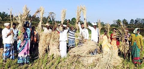 ಫಸಲು ಇಲ್ಲದ ಪೈರು; ರೈತರು ಕಂಗಾಲೂ.!