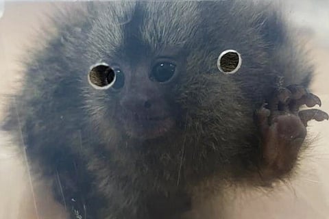 Animal 1
