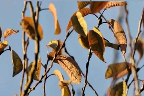 Bird 1