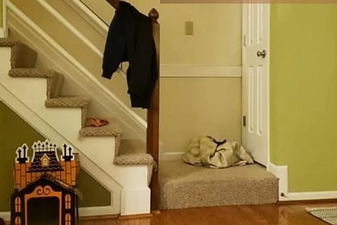 Cat 01