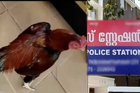 Cocks