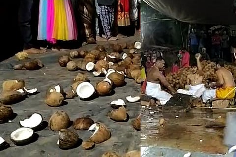 Coconut 1