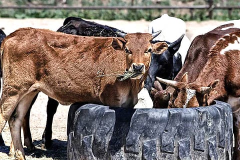 Cow