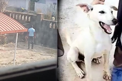 Dog
