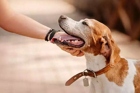 Dog Tax