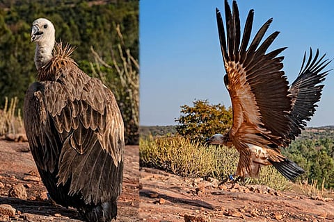 Eurasian griffon vulture