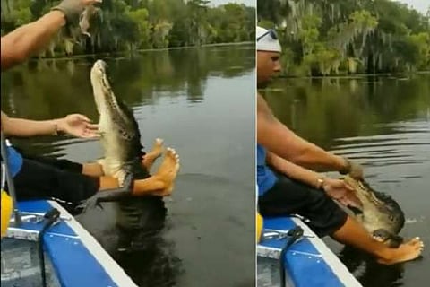 Man feeds a crocodile