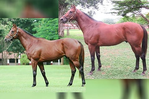 Tragedy at Kunigal Stud Farm Horses death