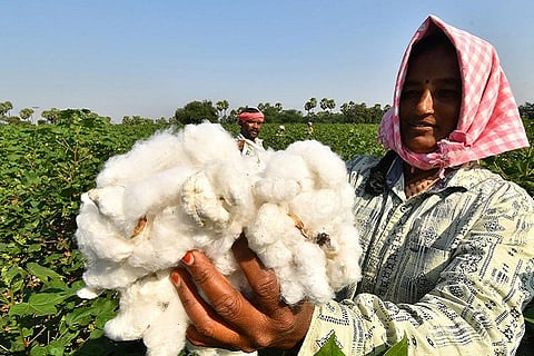 cotton