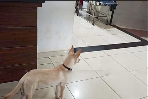 dog shimoga