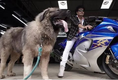 dog