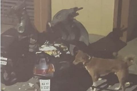 dogs