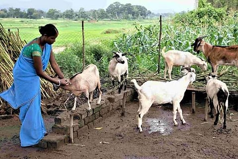 goats are ten times more than humans