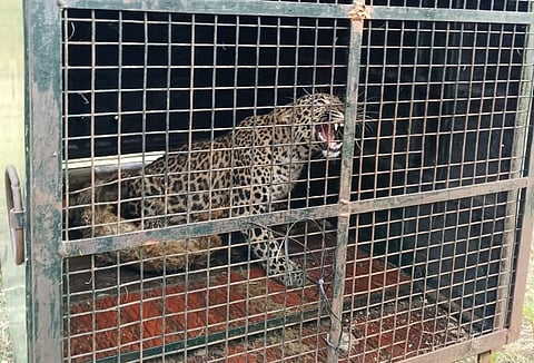 leopard capctured