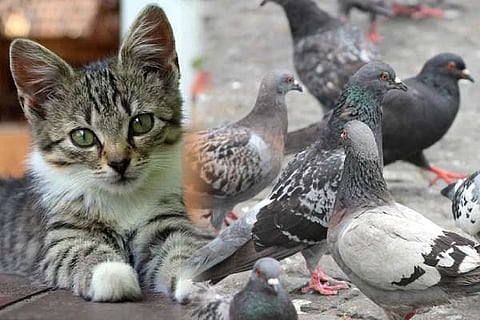pigeons over suspicion