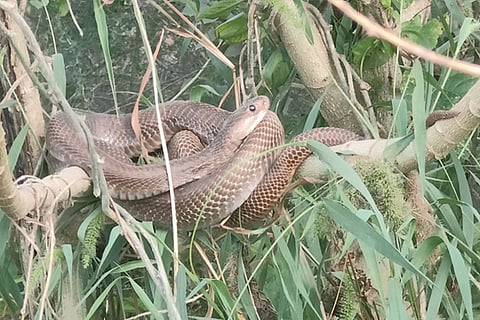 snake
