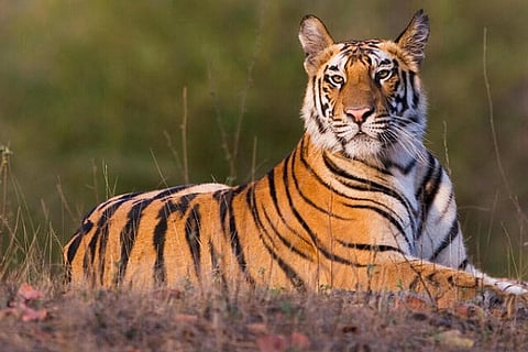 tiger