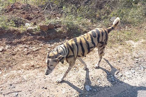 tiger dog
