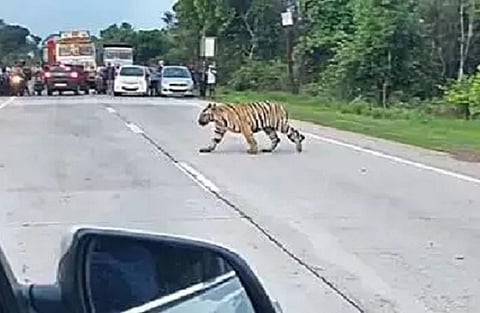 tiger
