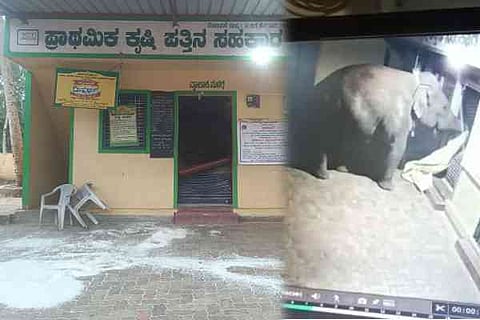 ಆನೆ