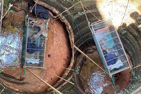 ಚಿರತೆ